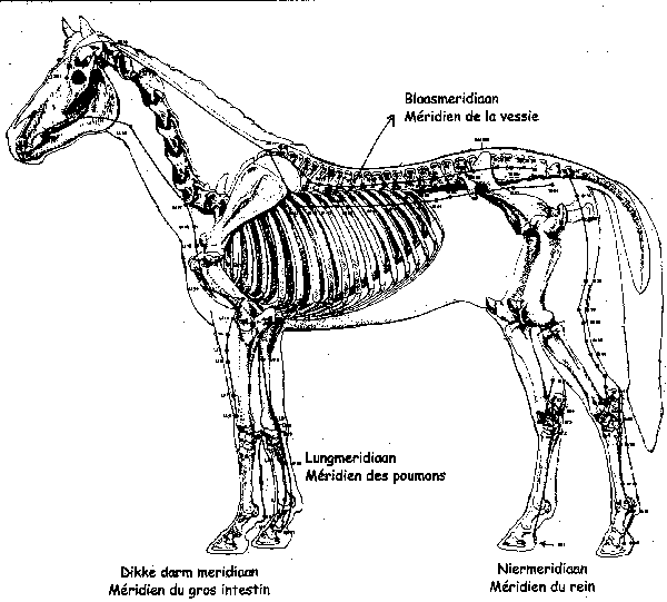 mridiens du cheval
