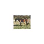 S_maahat-plonge1.html