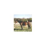 S_maahat-plonge2.html