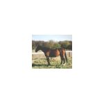 S_maahat-plonge3.html