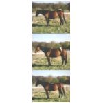 S_maahat-plonge.html