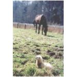 S_sieg+maahat.html