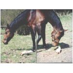 S_sieg-maahat-bicephal.html