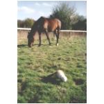 S_sieg0maahat.html