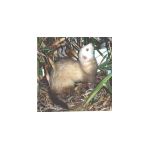 furet.html