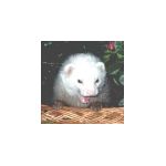 furetboucheouverte.html
