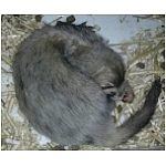naissance-cordon.html