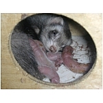 naissance-le-nid.html