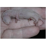 naissance-mort-ne.html