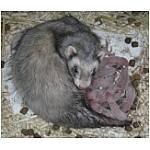 naissance-portee.html