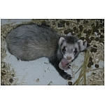 naissance-transport.html
