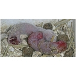 nouveaux-nes.html