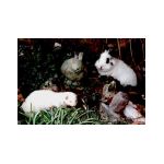 lap-furet.html