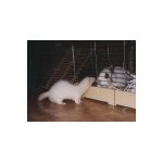 panpan.html