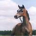 If wishes were horses : adopt one of ours...