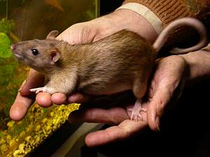 agouti.html