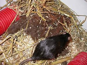 bebes-surprise-24-2-1.html