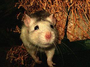image003.html