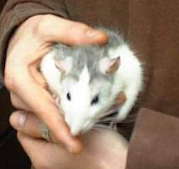 image009.html
