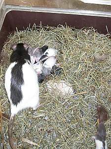 nouveauxnes-09_03-5.html