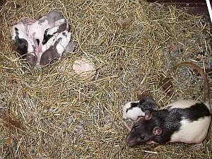 nouveauxnes-09_03-6.html