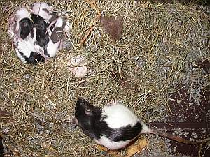 nouveauxnes-09_03-bis.html