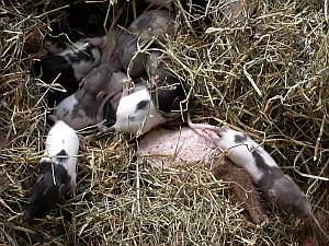 nouveauxnes-09_03-ter.html