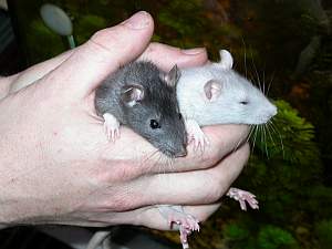 quark-nova.html