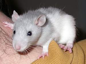 quark1.html