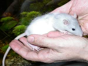 quark2.html