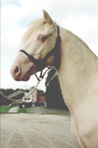 le papa cremello trs fierrot