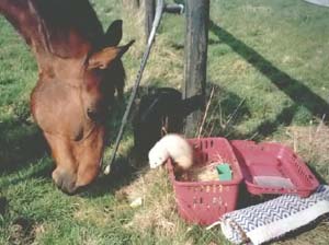 Click to see SIEG & rider  MAHAAT Ferret goes horse riding !